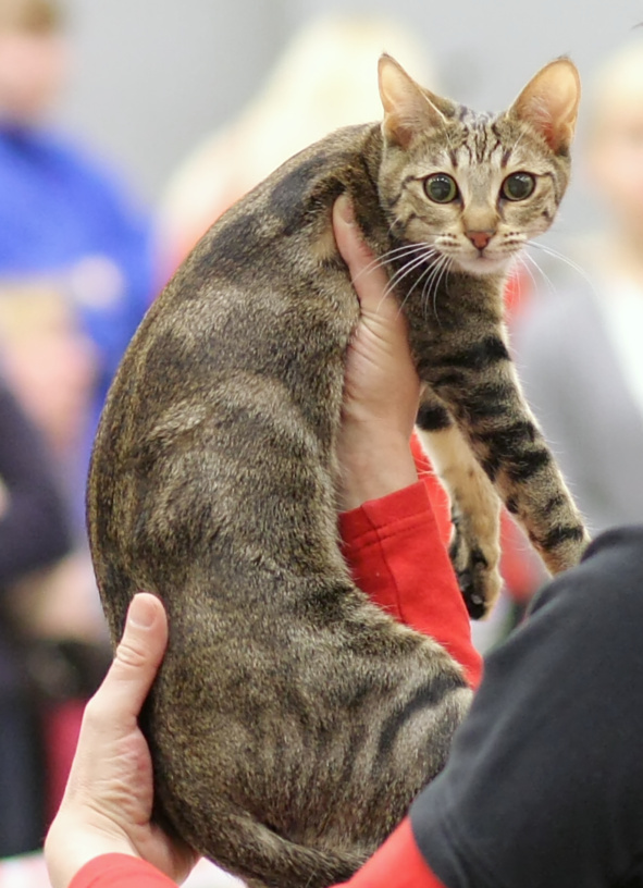 Sokoke Cat Breed