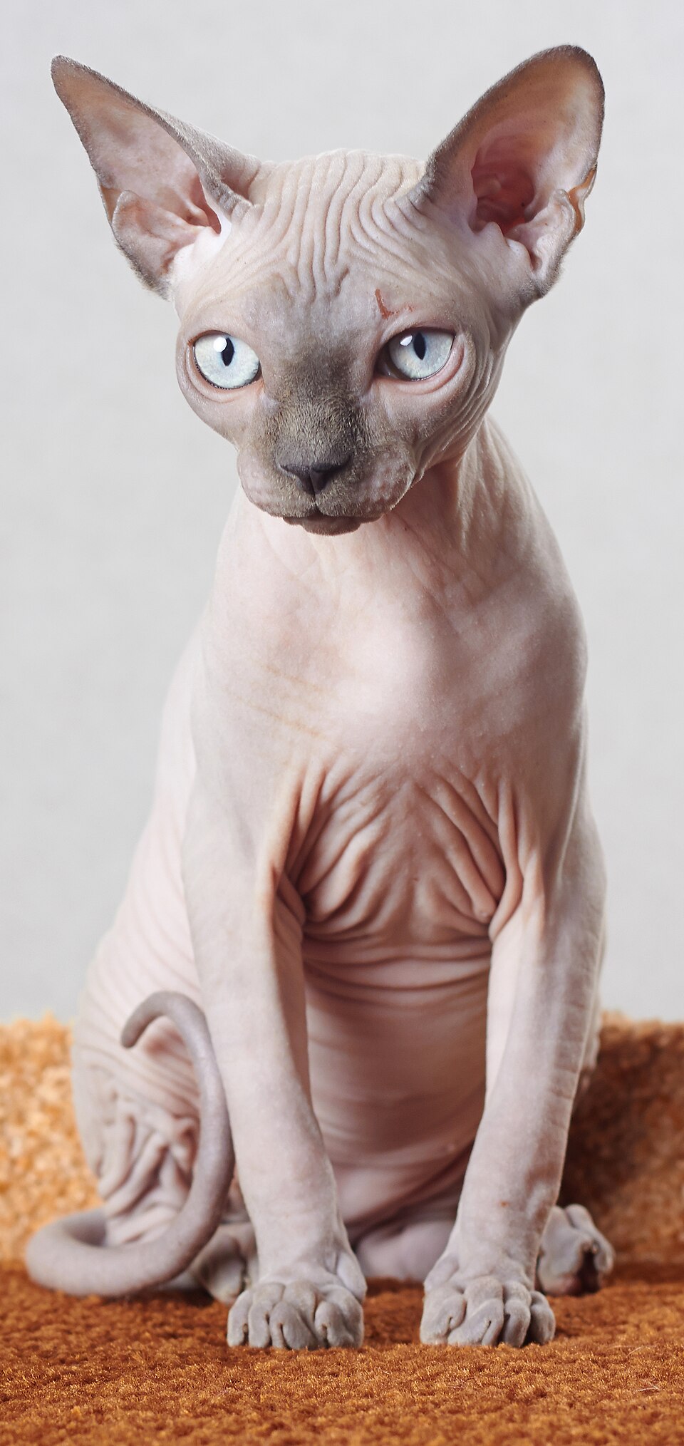 Sphynx Cat Breed