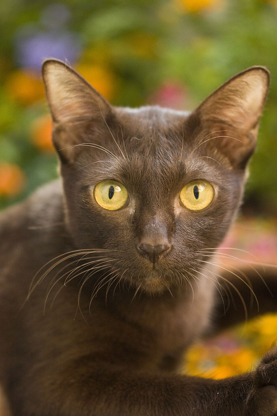 Suphalak Cat Breed