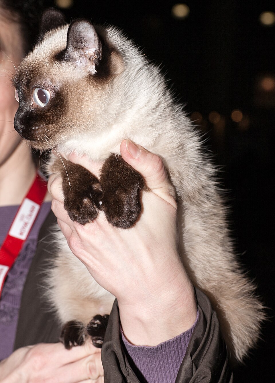 Toybob Cat Breed