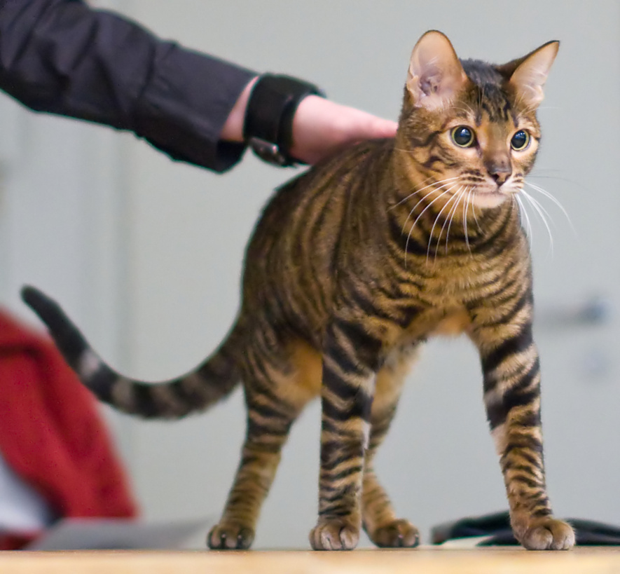 Toyger Cat Breed