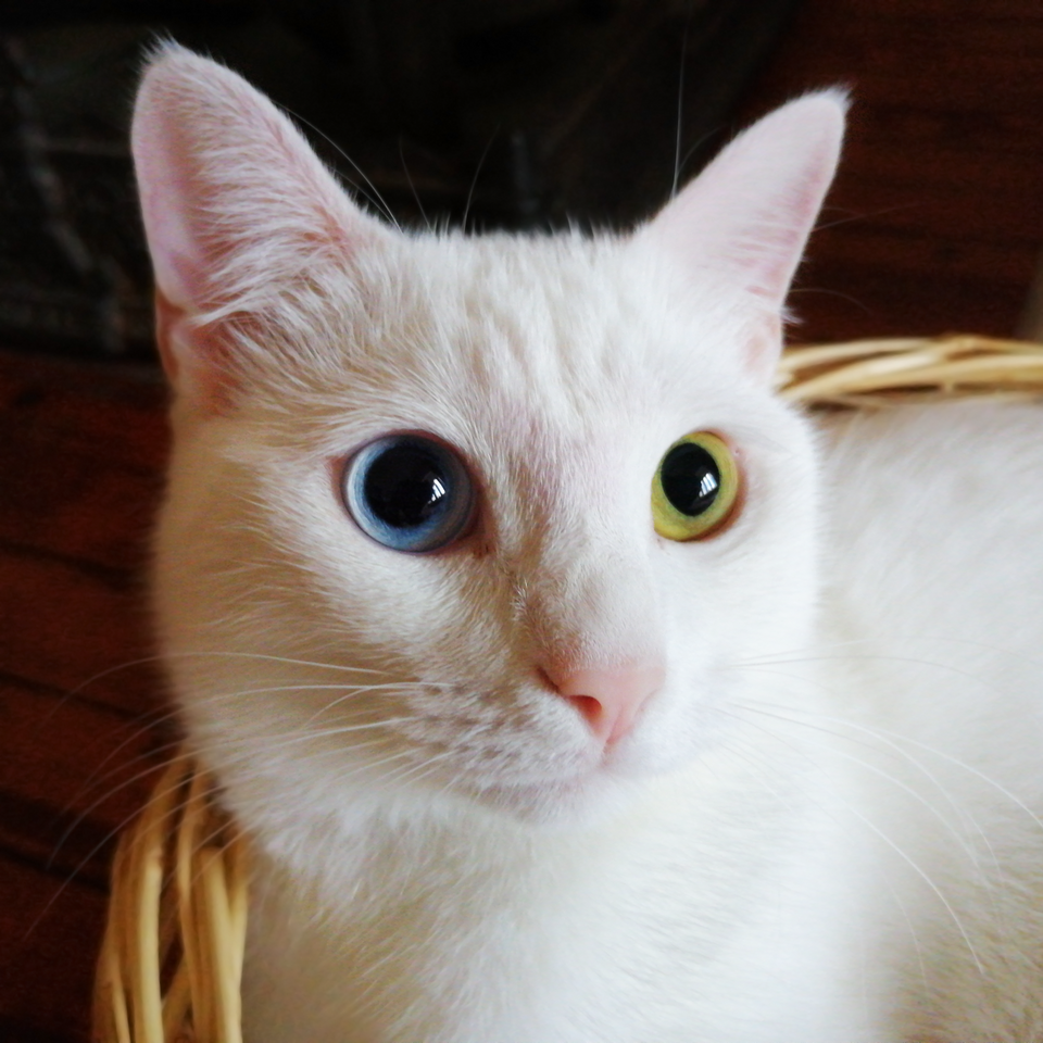 Turkish Van Cat Breed