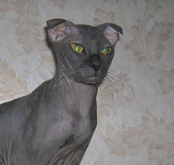 Ukrainian Levkoy Cat Breed