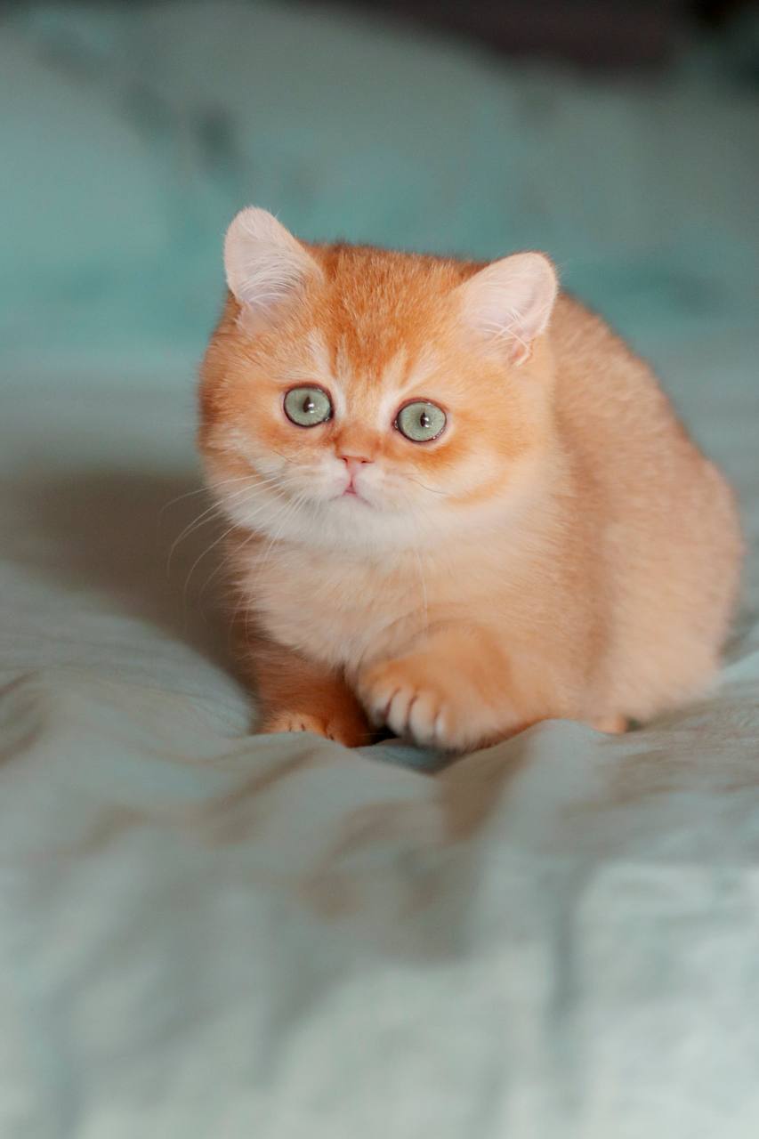 Deny - British Shorthair For Sale - San Francisco, CA