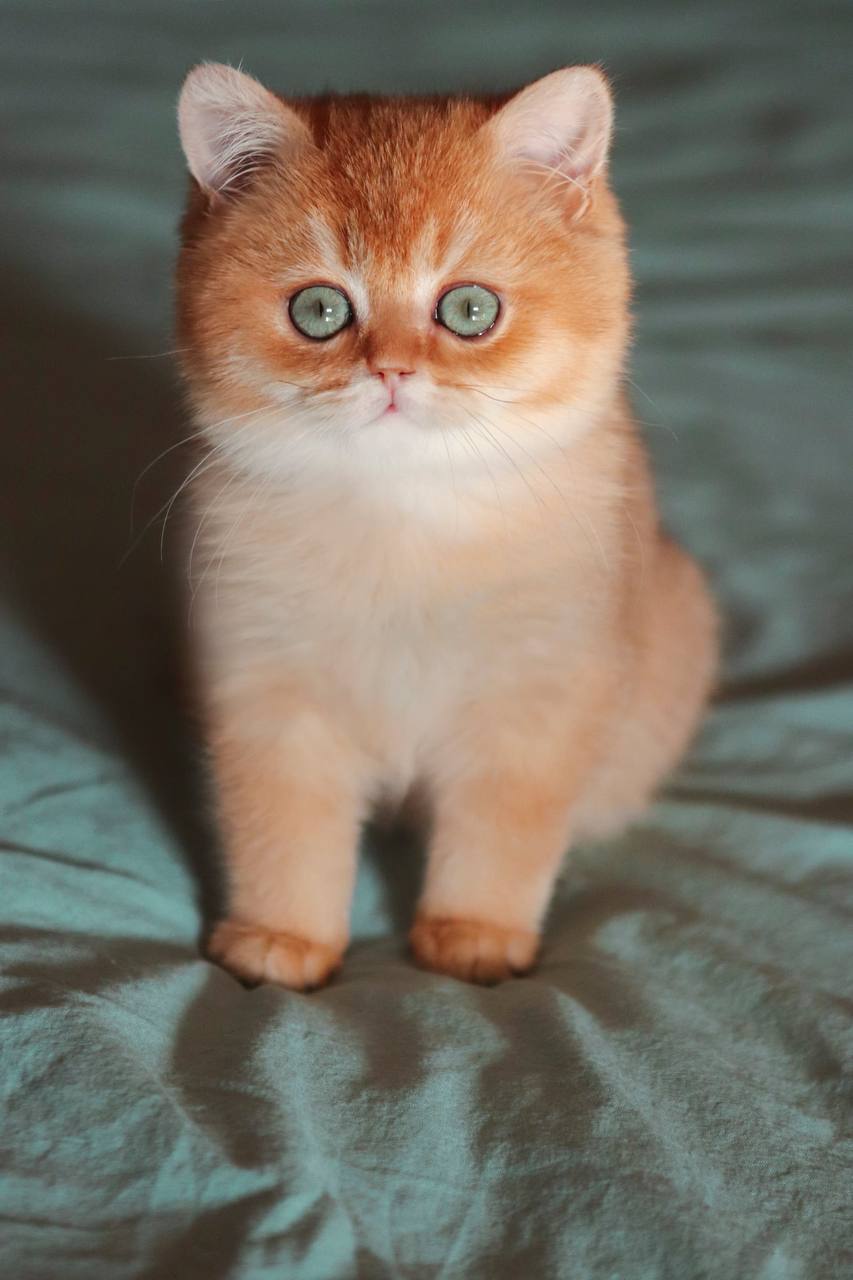 Deny — British Shorthair photo 2 of 3