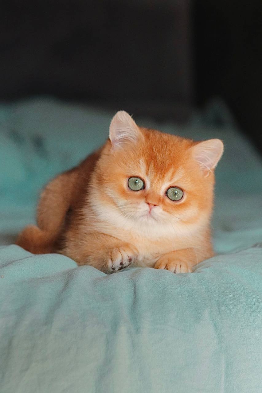 Deny — British Shorthair photo 3 of 3