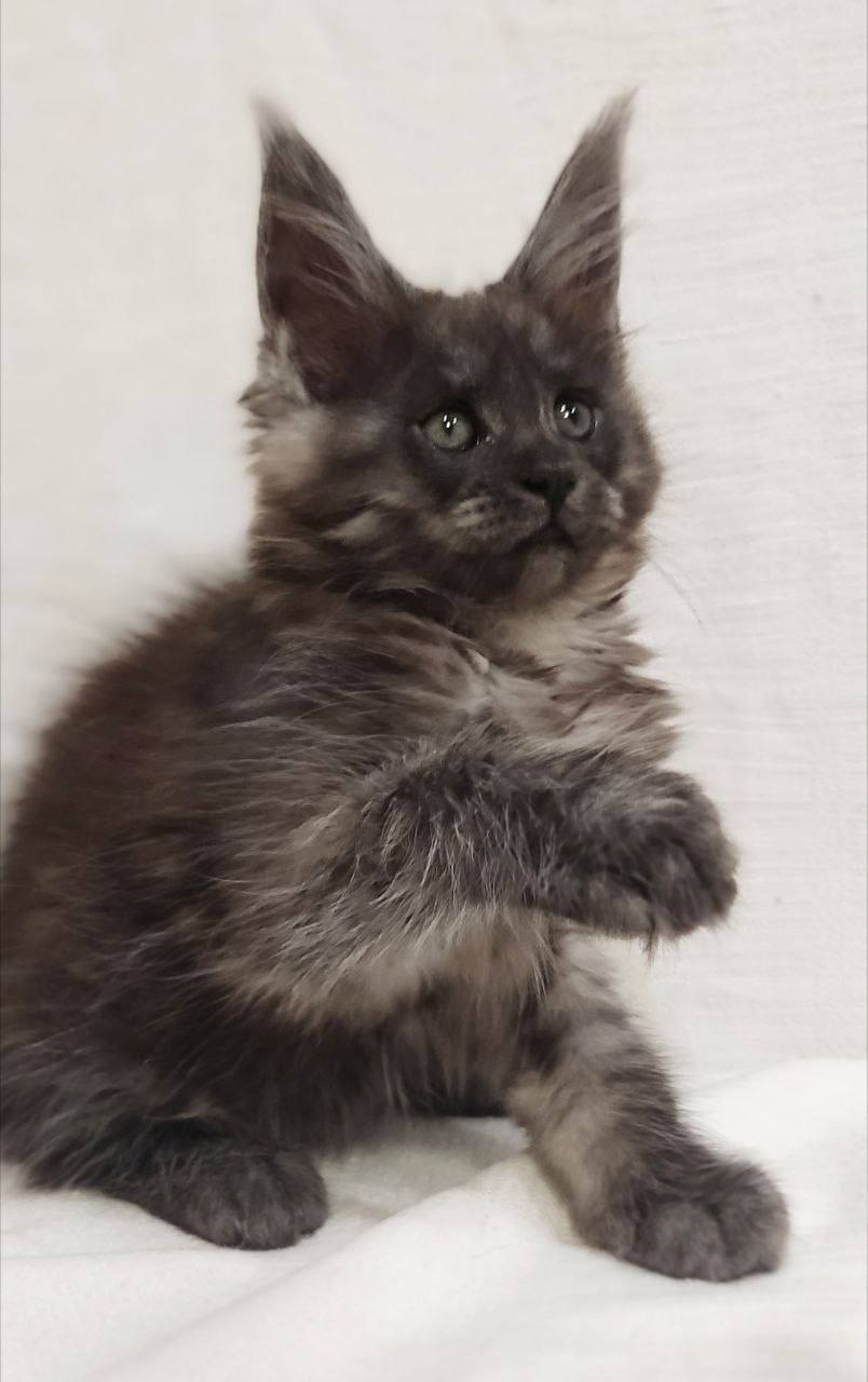 Dominika - Maine Coon For Sale - Houston, TX