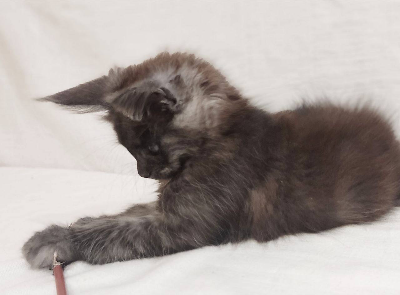 Dominika — Maine Coon photo 2 of 4
