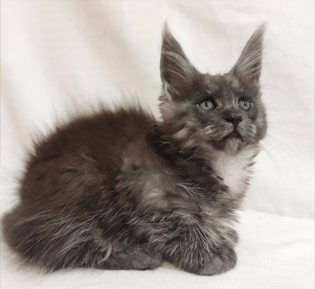 Dominika — Maine Coon photo 3 of 4