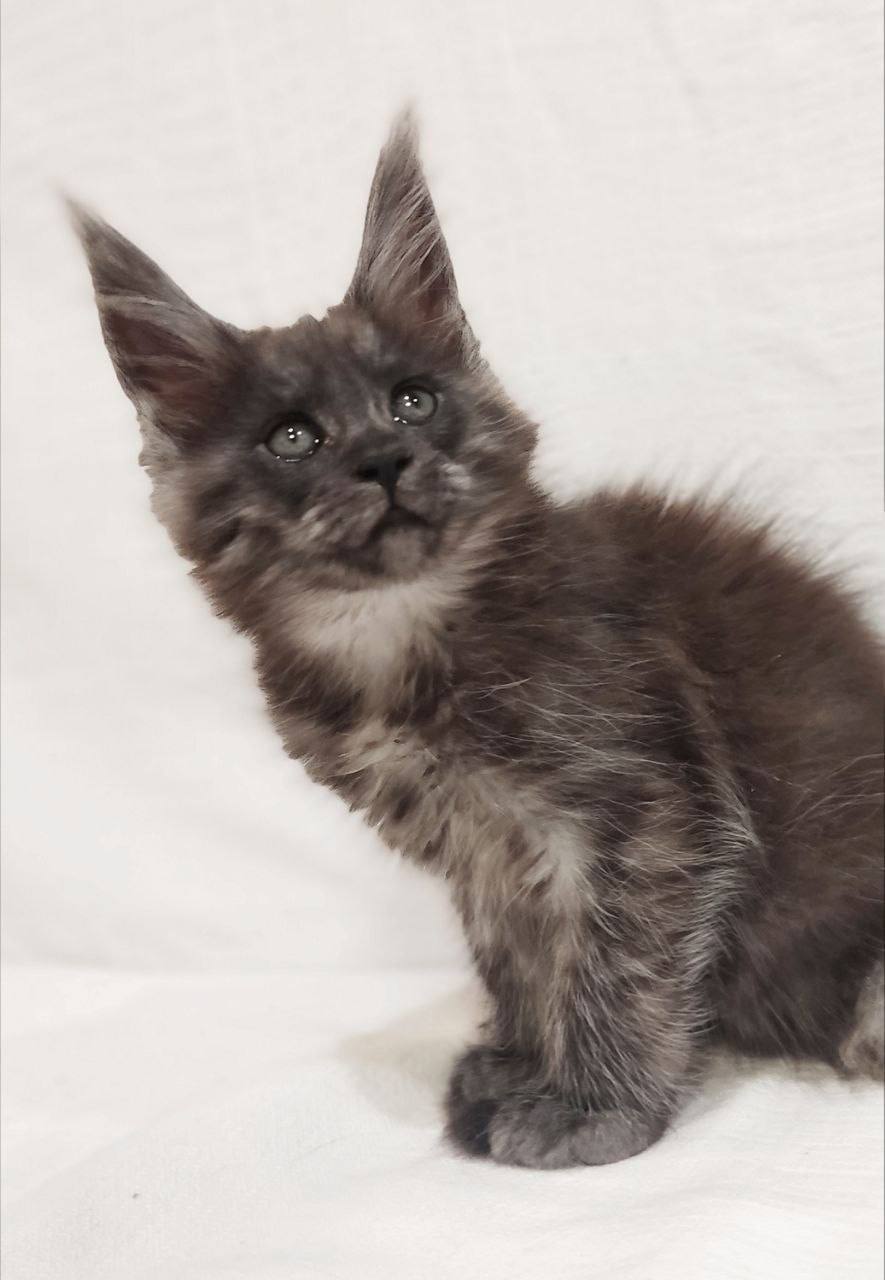 Dominika — Maine Coon photo 4 of 4