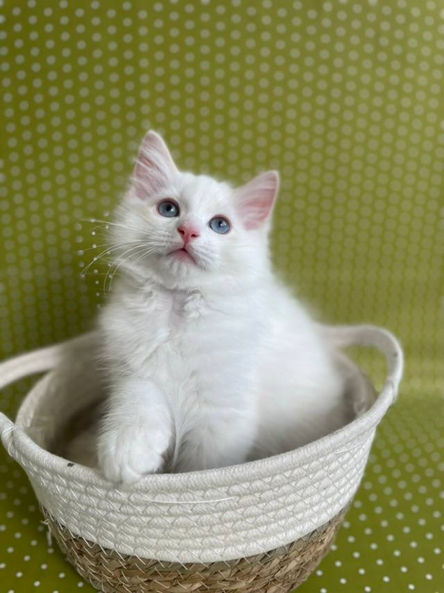 Elliot - Ragdoll For Sale - Philadelphia, PA