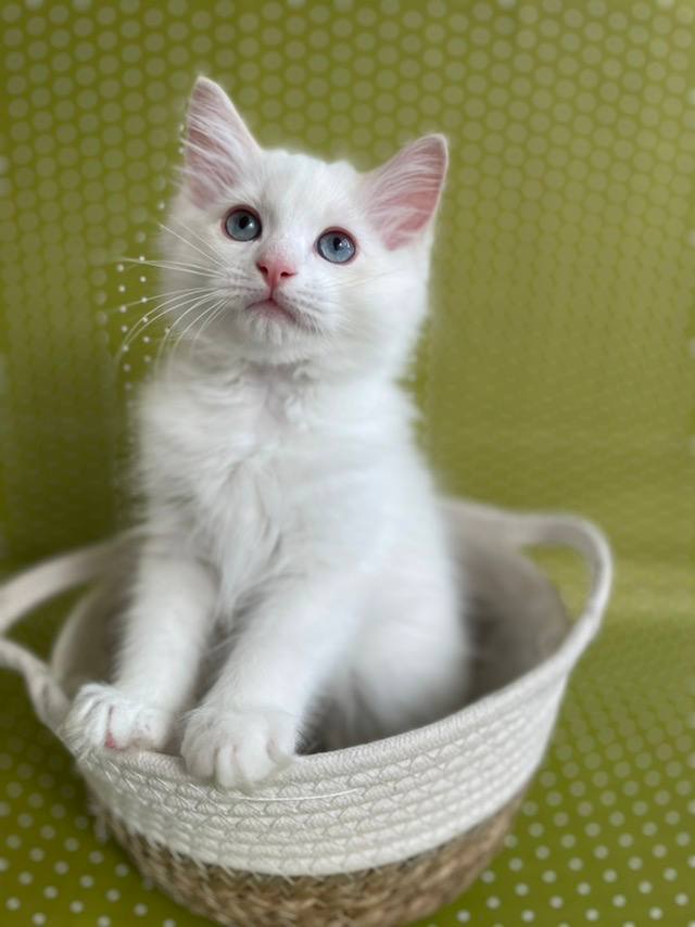 Elliot — Ragdoll photo 2 of 4