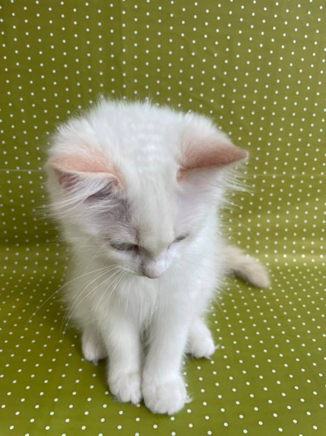 Elliot — Ragdoll photo 3 of 4