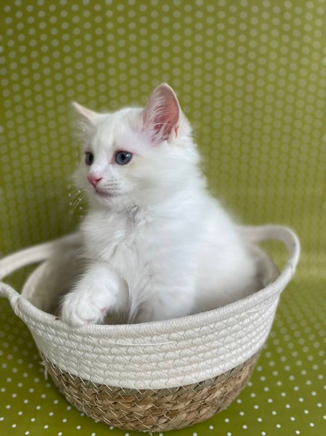 Elliot — Ragdoll photo 4 of 4