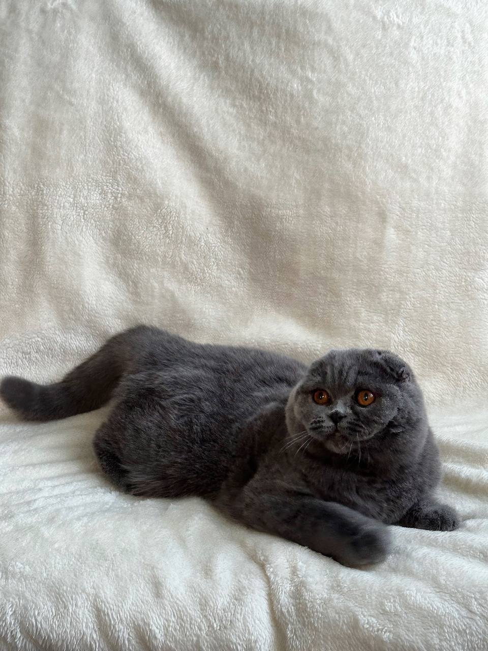 Felisia - Scottish Fold For Sale - Brooklyn, NY