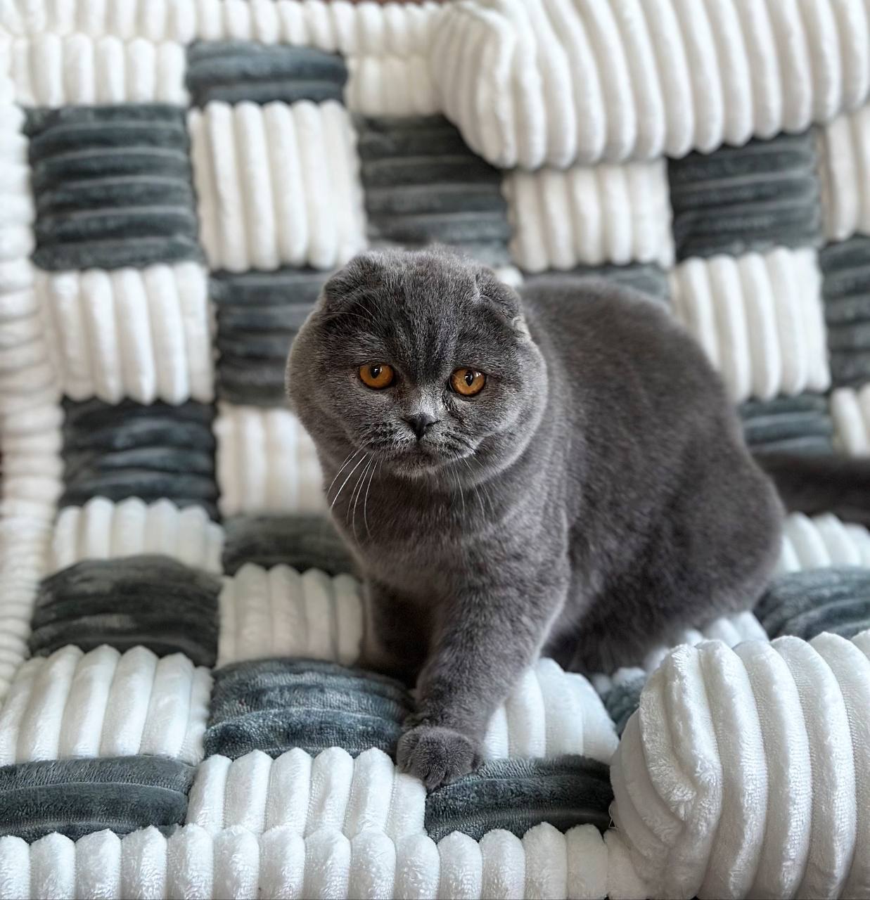 Felisia — Scottish Fold photo 2 of 3