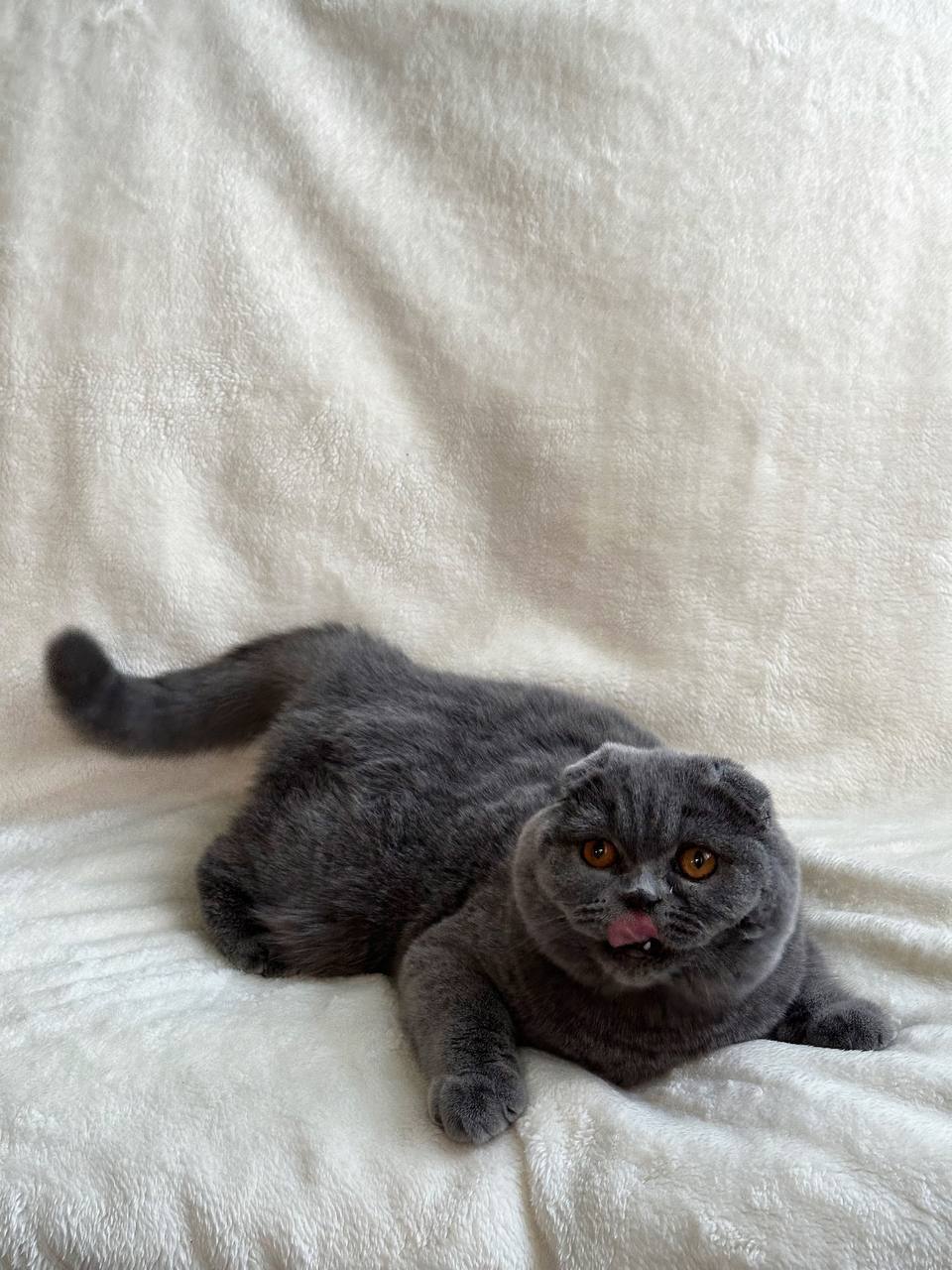 Felisia — Scottish Fold photo 3 of 3