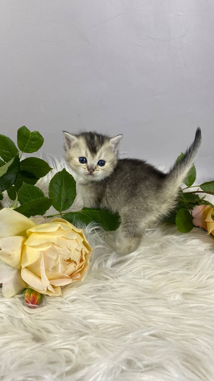 Fifa - British Shorthair For Sale - Los Angeles, CA