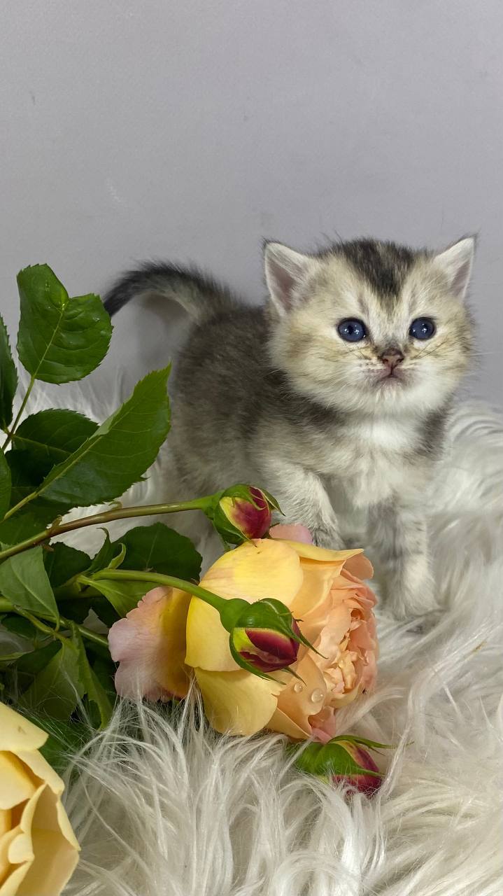 Fifa — British Shorthair photo 2 of 4