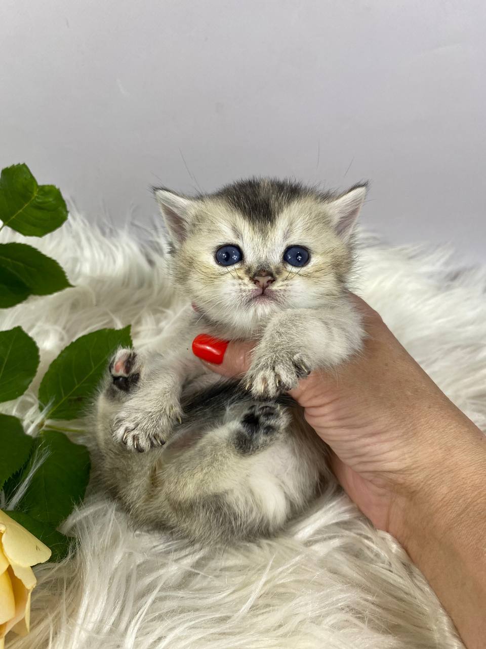 Fifa — British Shorthair photo 3 of 4