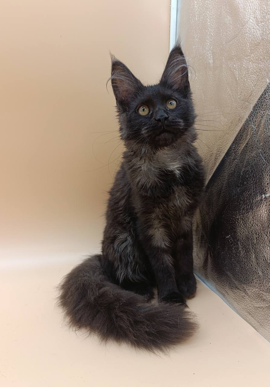 Isabelle - Maine Coon For Sale - Miami, FL