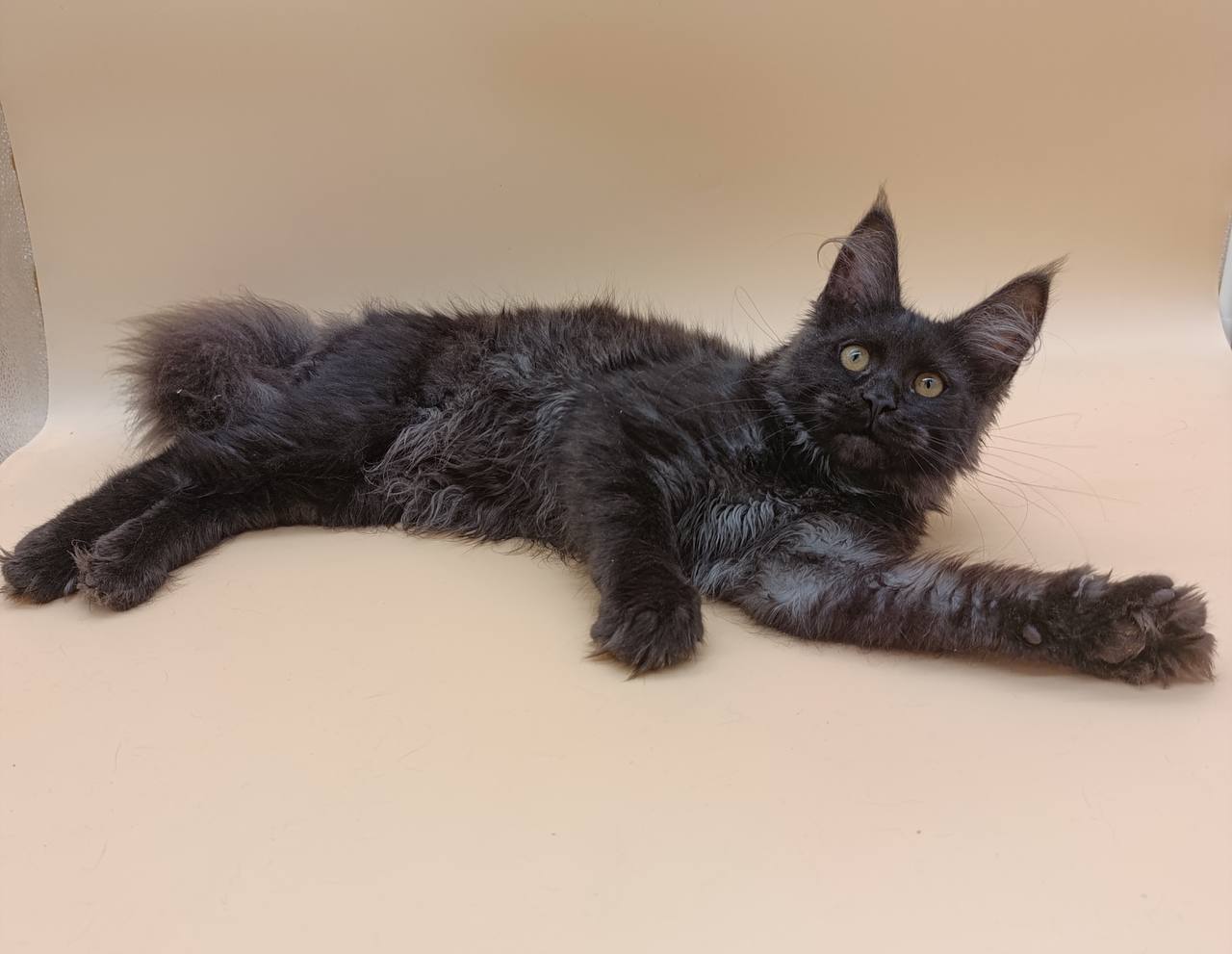 Isabelle — Maine Coon photo 2 of 4