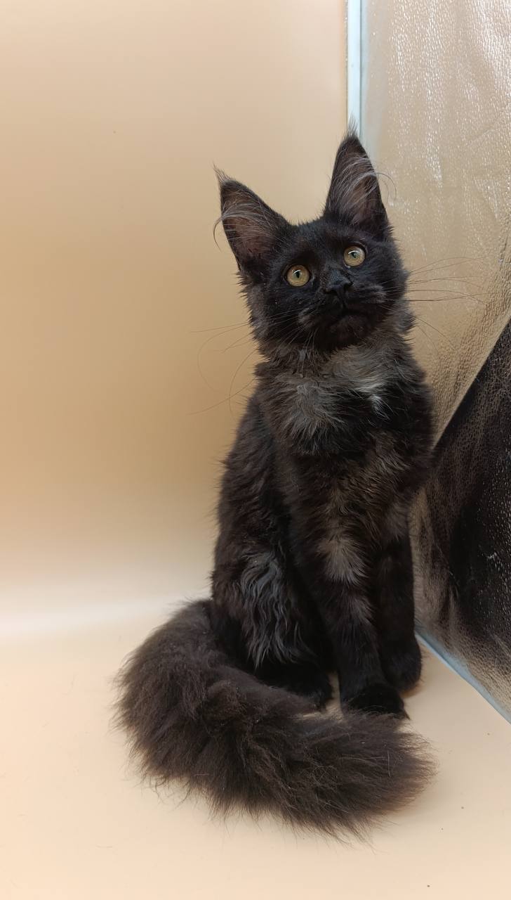 Isabelle — Maine Coon photo 3 of 4