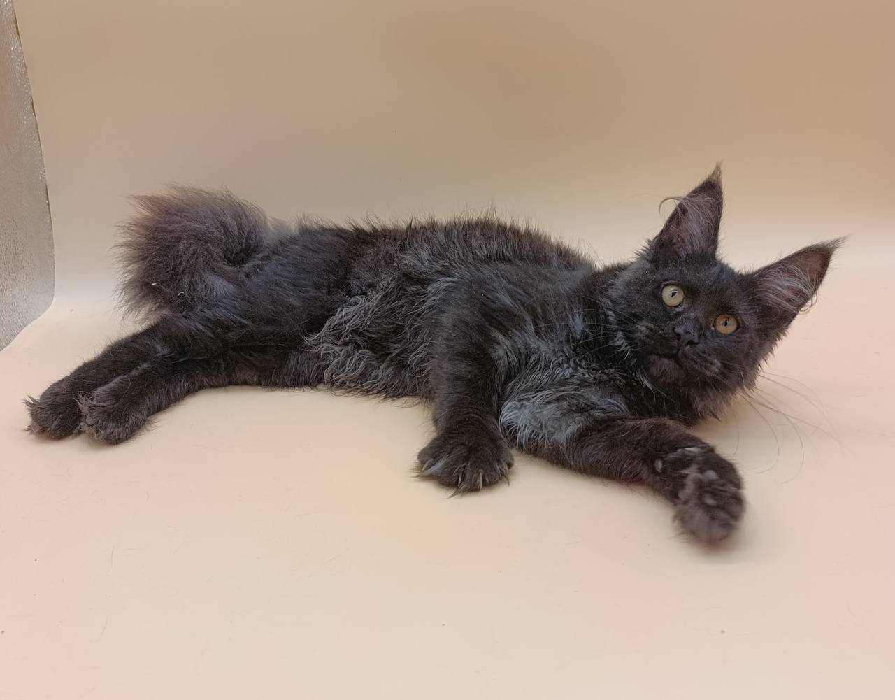 Isabelle — Maine Coon photo 4 of 4
