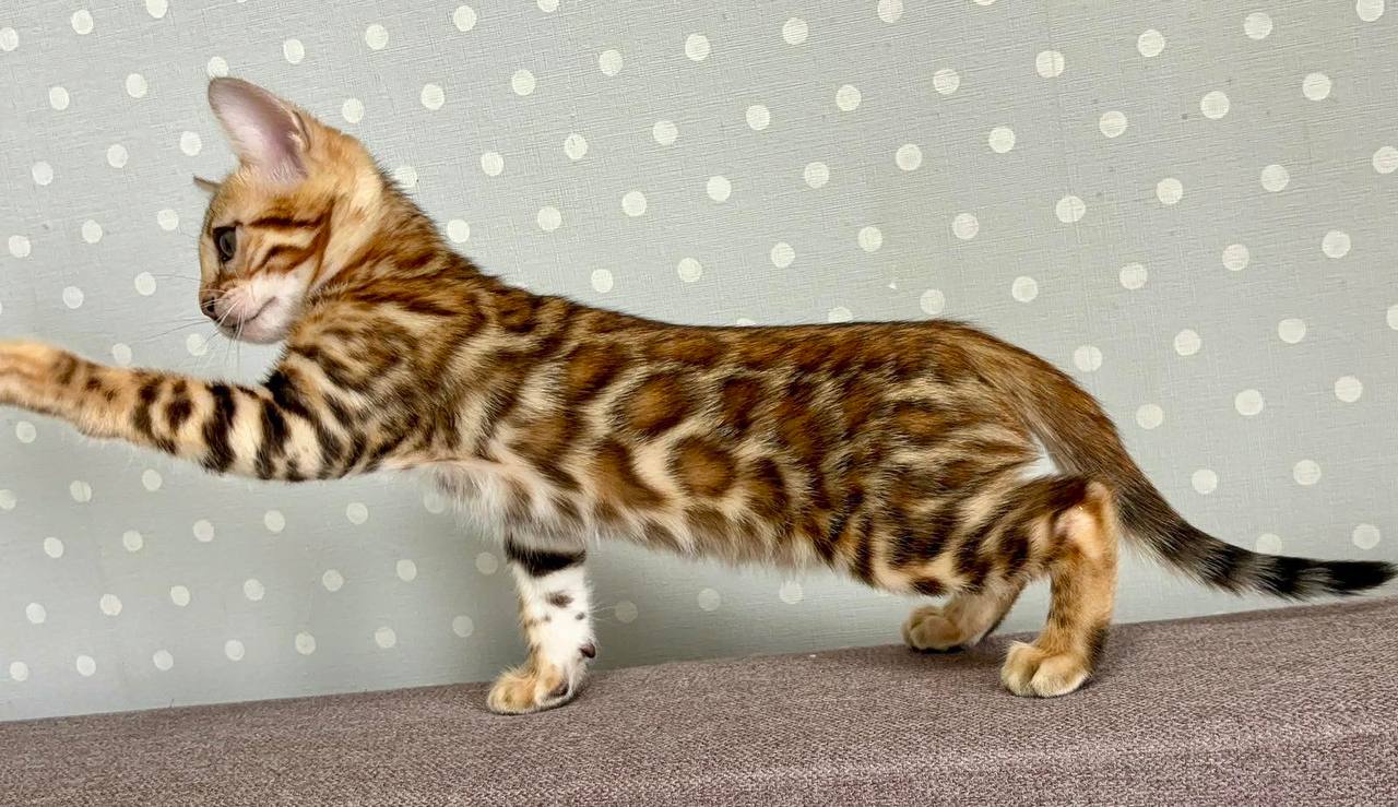 Temin - Bengal For Sale - Orlando, FL