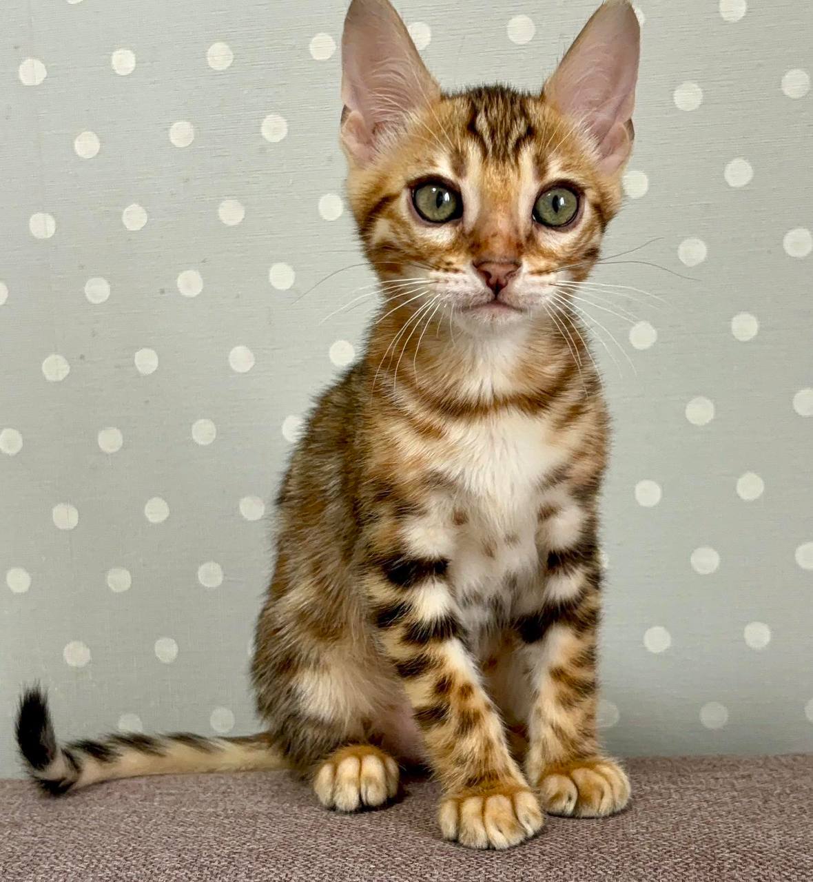 Temin — Bengal photo 2 of 3