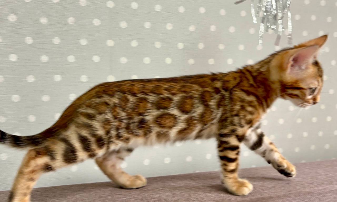 Temin — Bengal photo 3 of 3