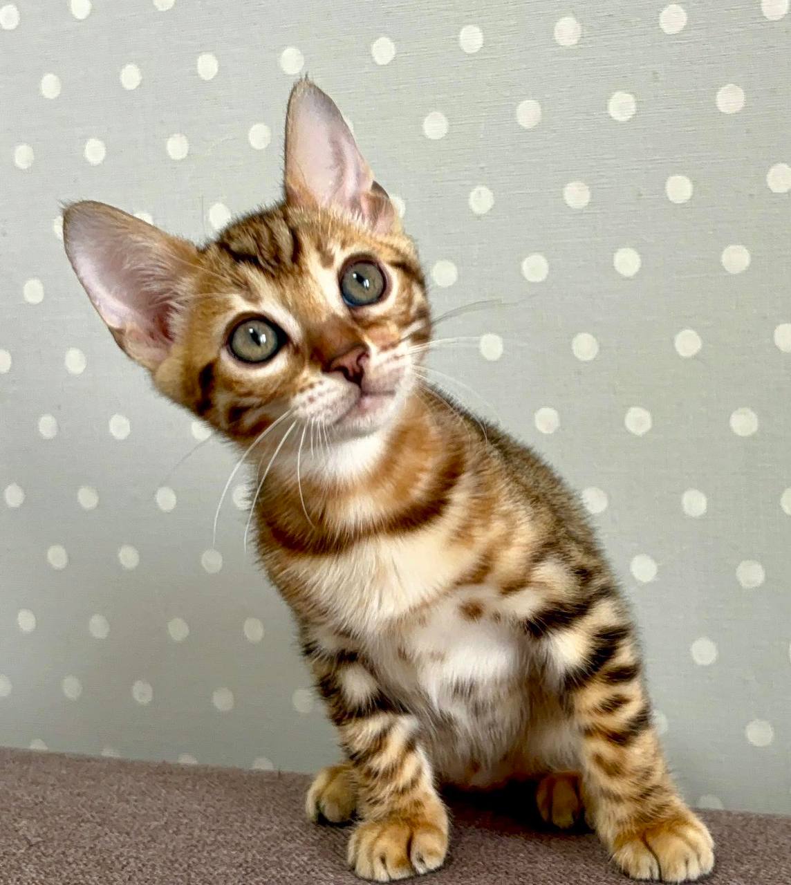 Texas - Bengal For Sale - Austin, TX