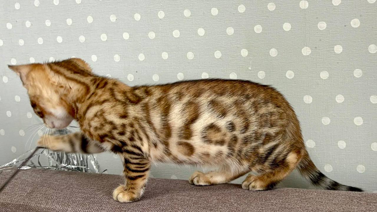 Texas — Bengal photo 3 of 3