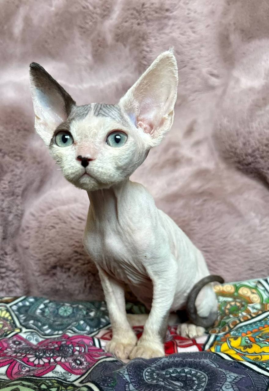 Van - Devon Rex For Sale - Chicago, IL