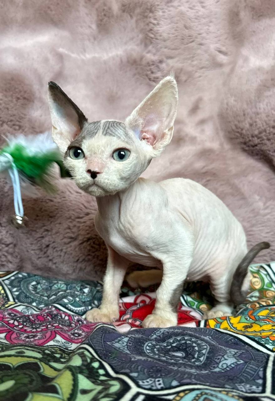 Van — Devon Rex photo 2 of 4