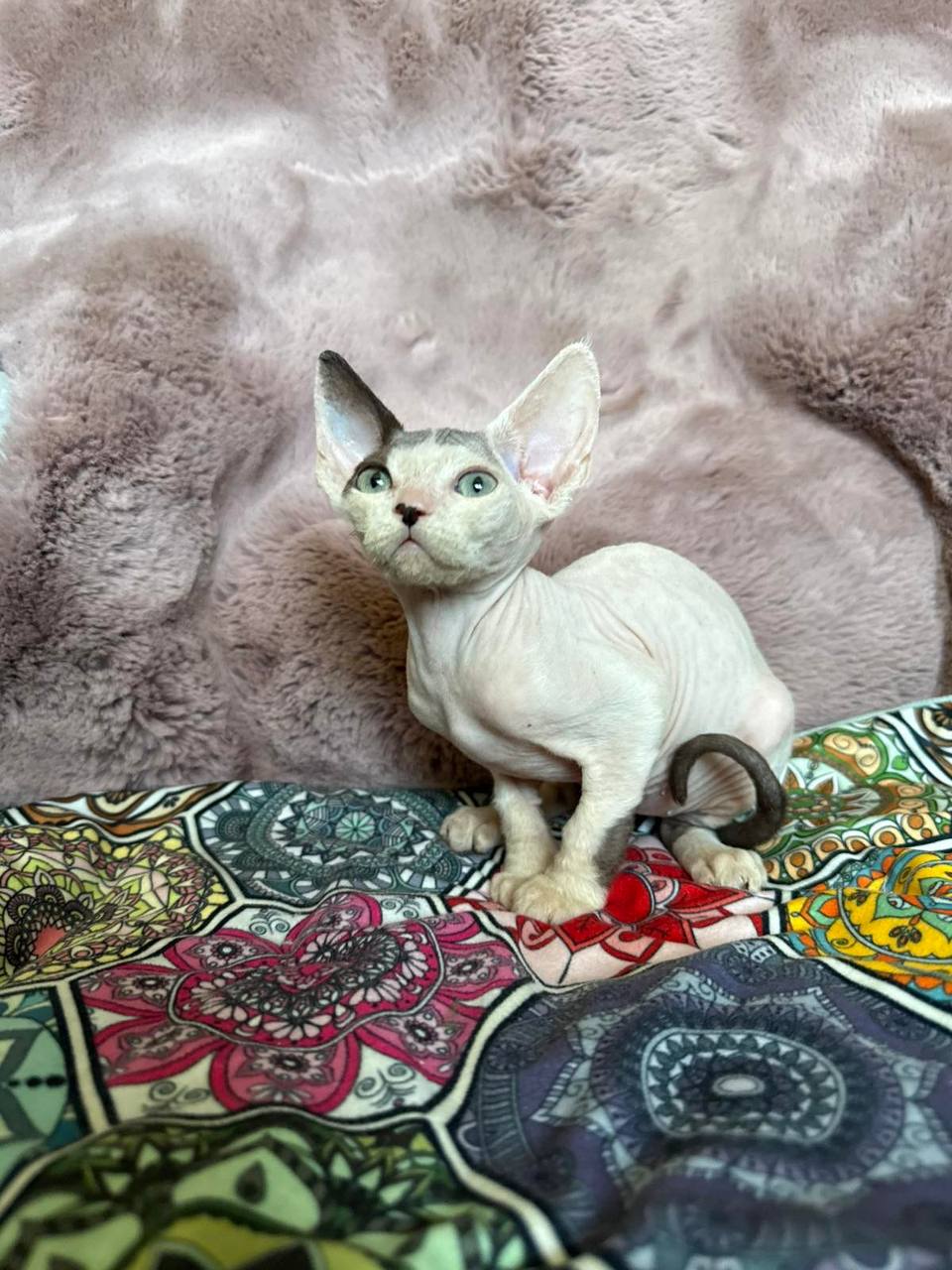 Van — Devon Rex photo 3 of 4