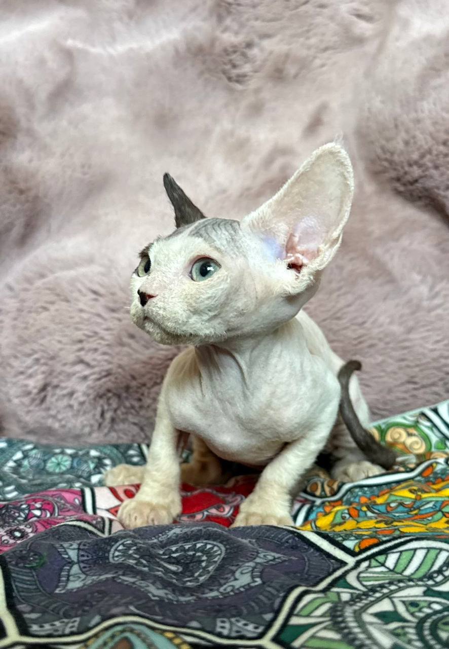Van — Devon Rex photo 4 of 4