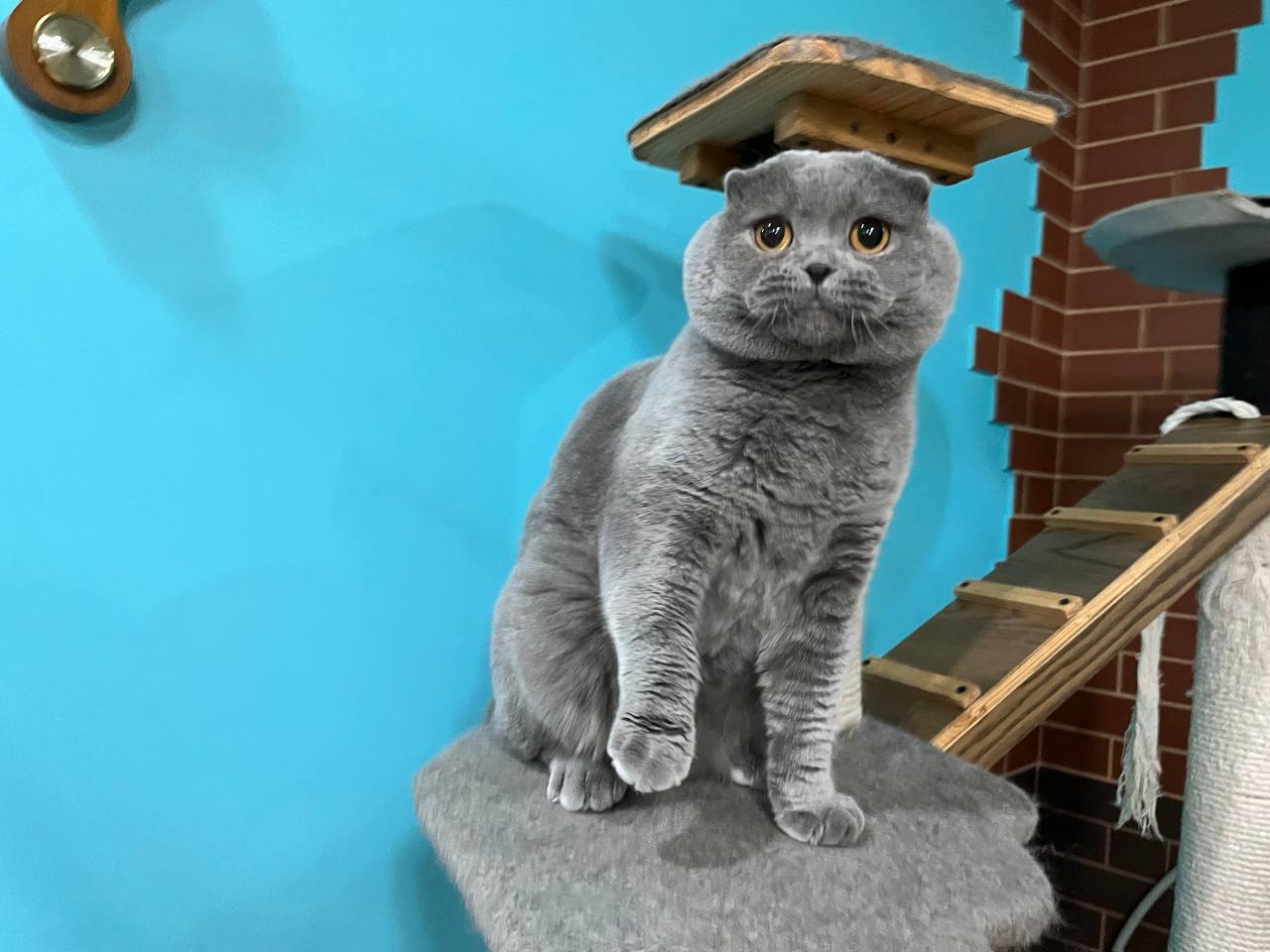 Vatazhok - Scottish Fold For Sale - New York City, NY