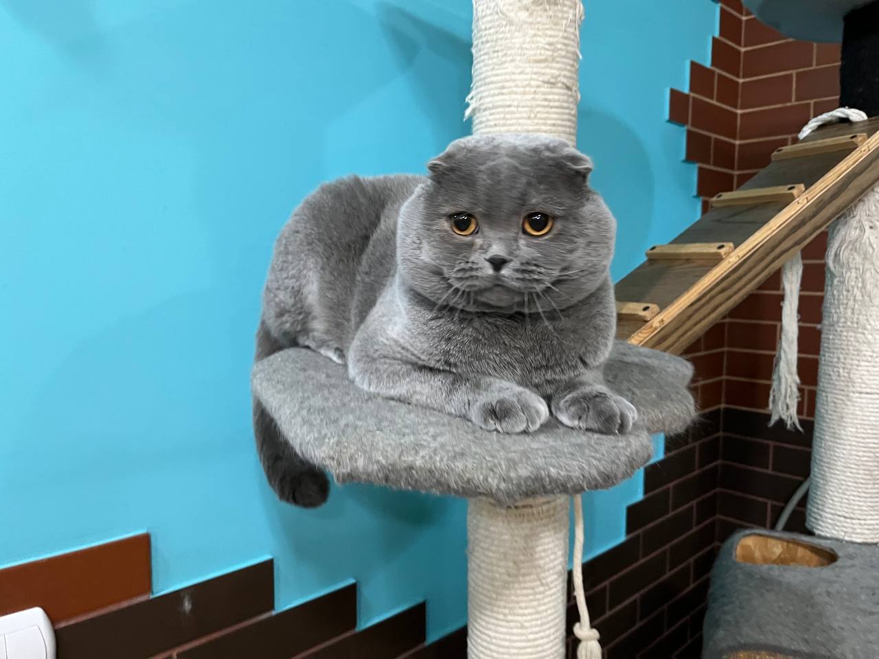 Vatazhok — Scottish Fold photo 2 of 4
