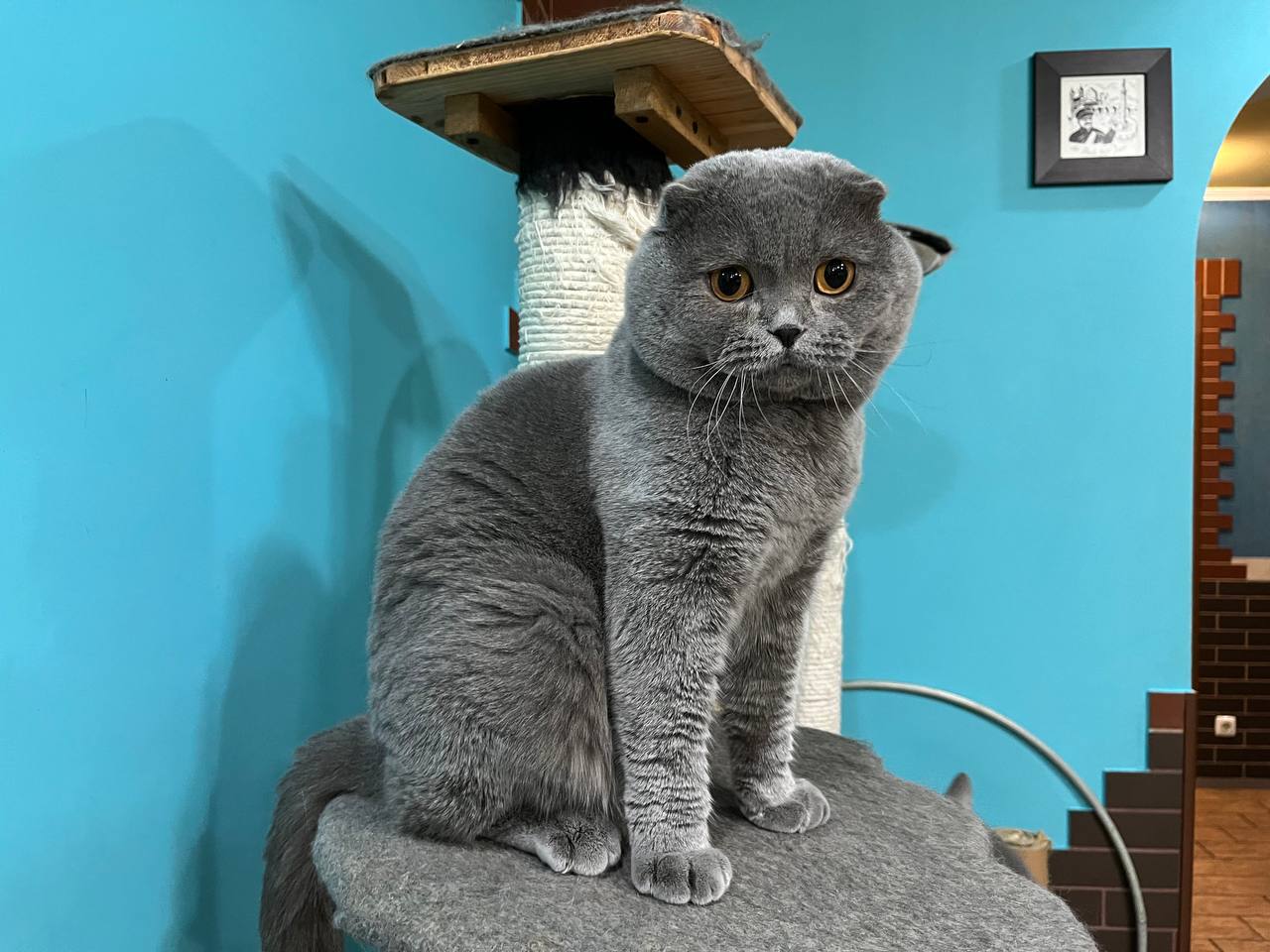 Vatazhok — Scottish Fold photo 3 of 4