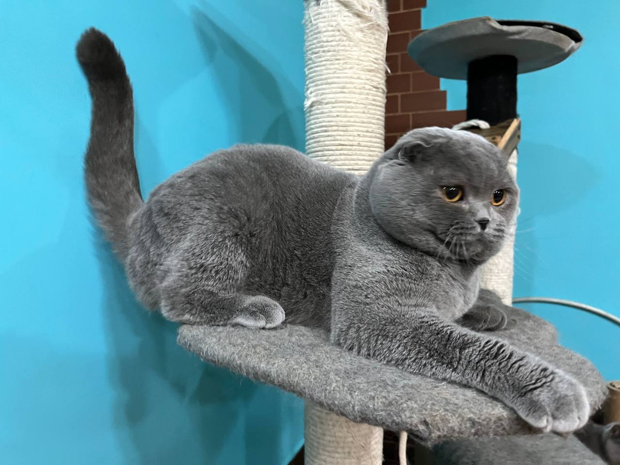 Vatazhok — Scottish Fold photo 4 of 4