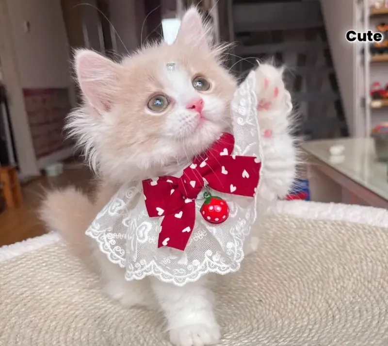 Lace Collar with Heart Bow