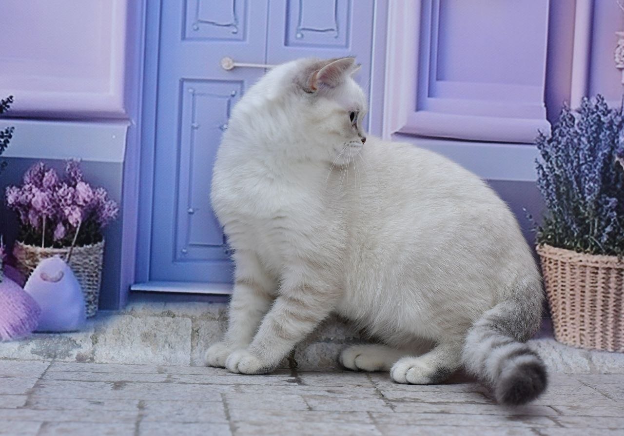 Jina - British Shorthair For Sale - New York, NY