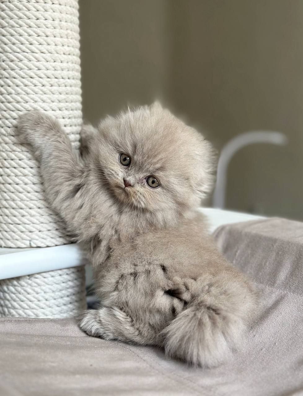 LAVA - Scottish Fold For Sale - New York, NY