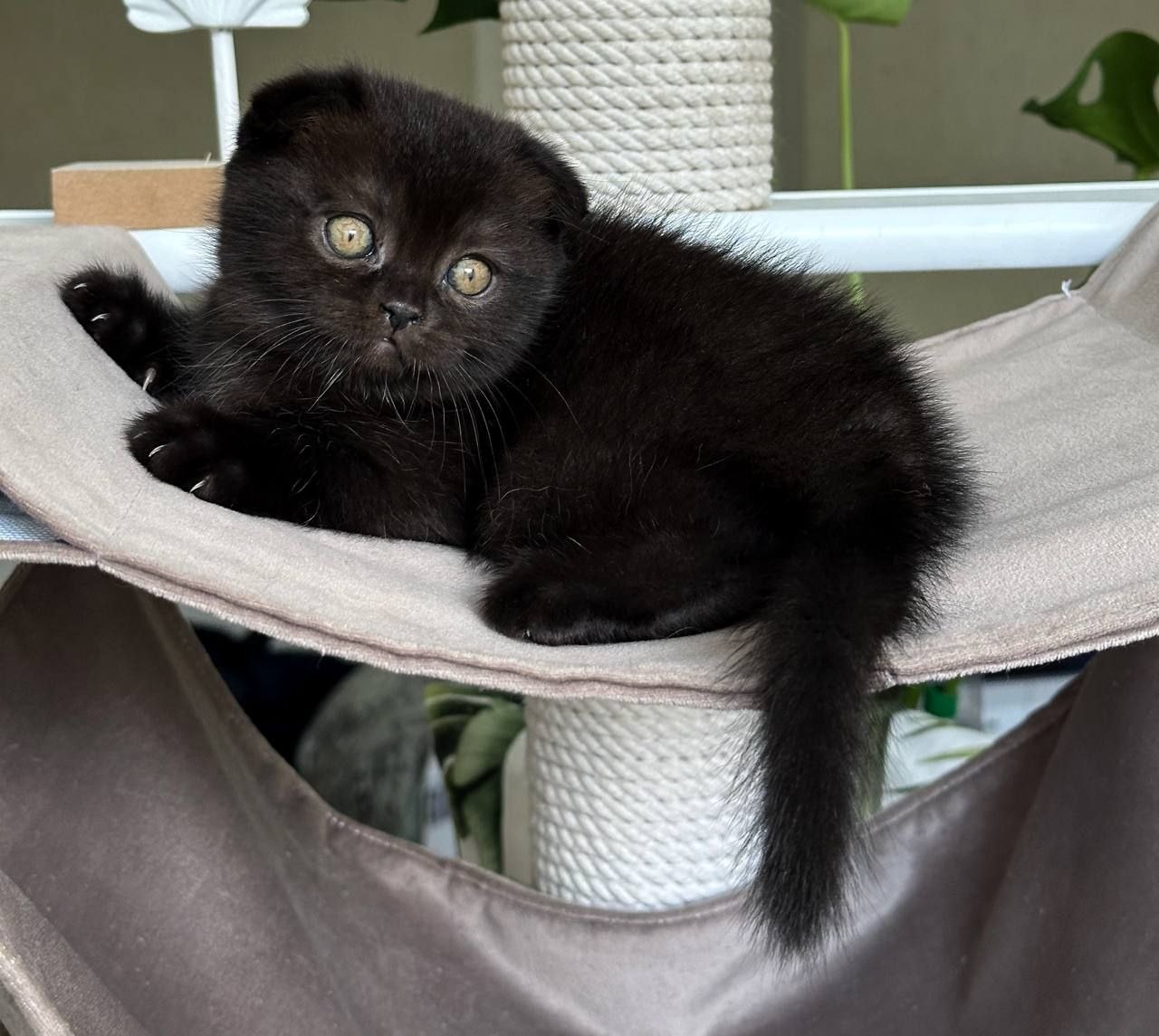 Nolan - Scottish Fold For Sale - New York, NY