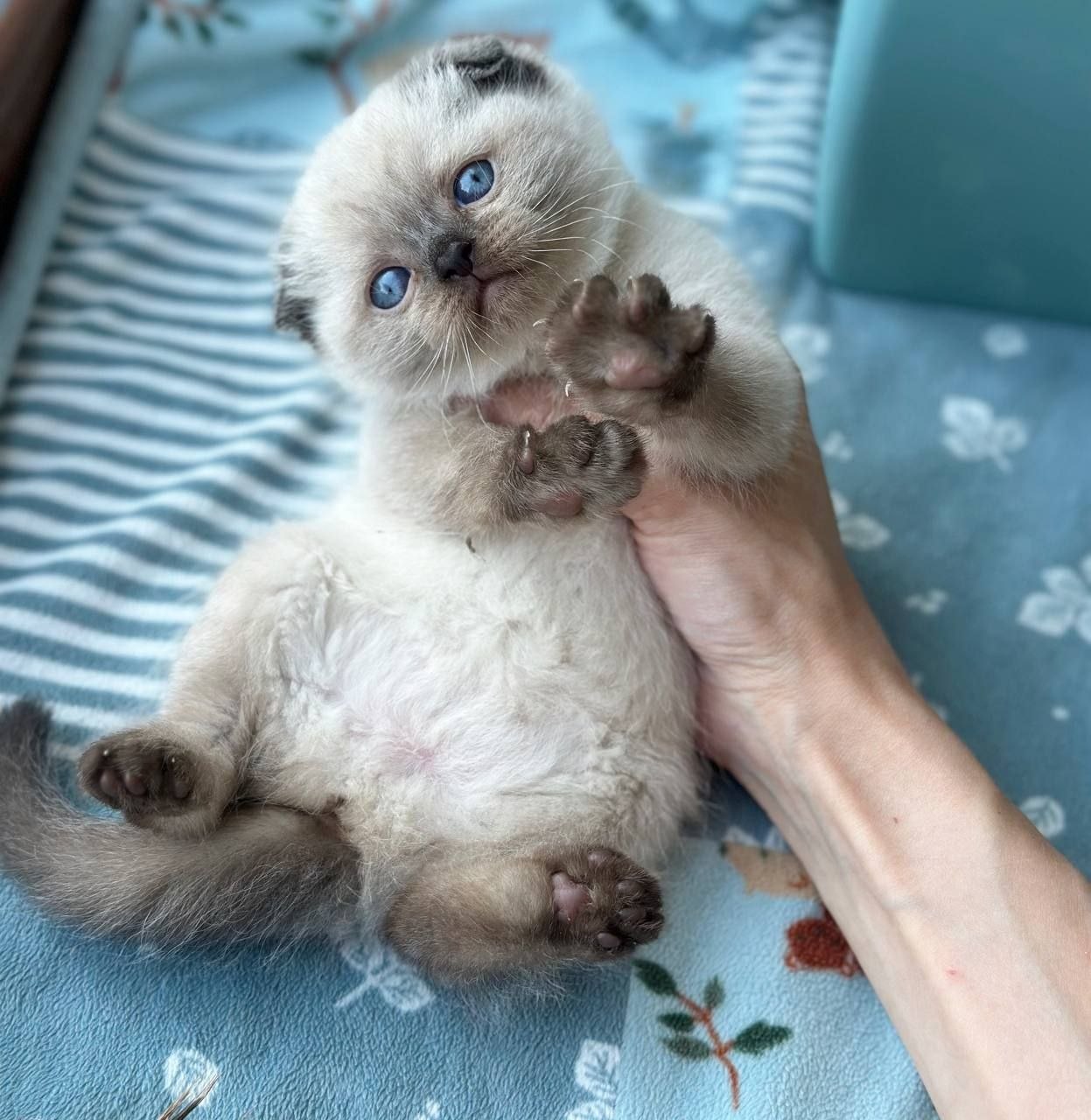 Margo - Scottish Fold For Sale - New York, NY