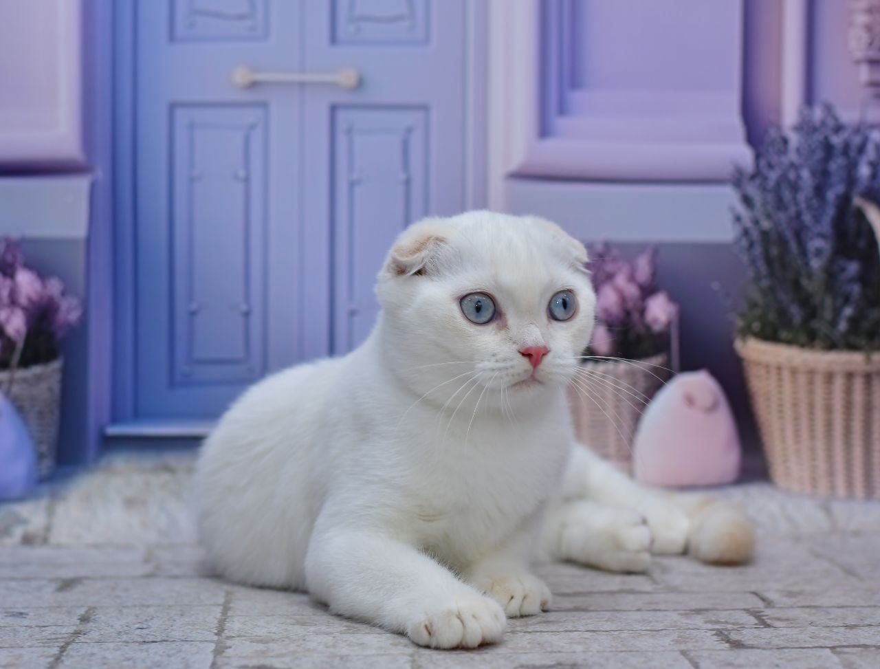 Jeff - Scottish Fold For Sale - New York, NY